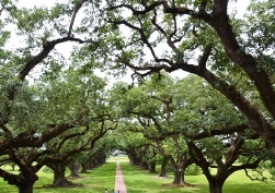 �I�[�N�̕���