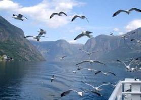 �D�ɋ߂Â��J����