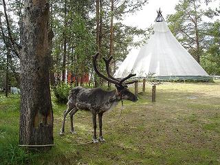 �T�[������