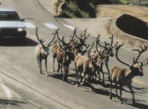 �g�i�J�C�̌Q��