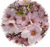 �A�[�����h�̉�