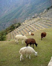 �i�X���ƃ����}