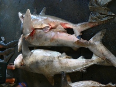 �t�J�i�T���j