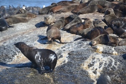 �I�b�g�Z�C