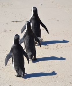 �P�[�v�y���M��