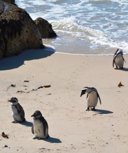 �P�[�v�y���M��