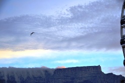 �[���̃e�[�u���}�E���e��