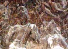 �V���@�_�̌���