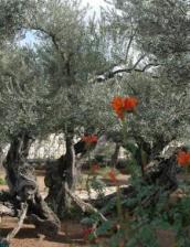 ゲッセマネの園