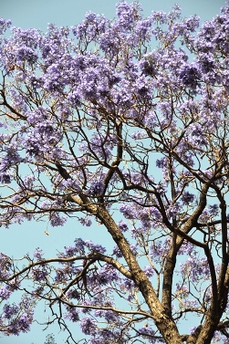 �W���J�����^�̉�