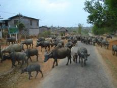 �����̌Q��