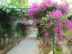 ブーゲンビリア