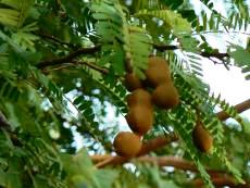 タマリンドウの実