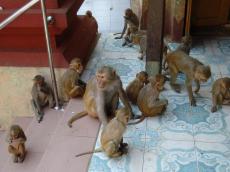 �z�b�p�R�̃T��