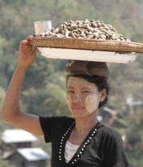 �s�[�i�c����