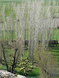 ���|�v���Ɨr�̌Q��